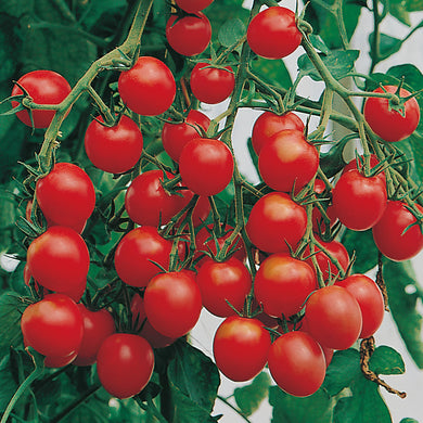 Tomato 'Gardener's Delight' Vegetable Seeds