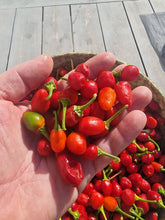Dalle . Extremely Hot  round Chilli Seeds .  Akbare Khursani chilli seeds . Easy to grow in UK weather डल्ले खुर्सानी . King of chillies" or "Red cherry pepper