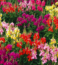 Antirrhinum Rust Resistant Mixed Seeds