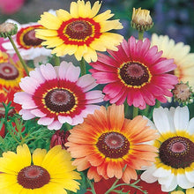 Chrysanthemum - Tricolour Single Mixed