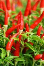 Bird Eye Chilli Pepper  Seeds – Super Hot Demon Pepper .नेपाली जिरे खुर्सानी 🌶️