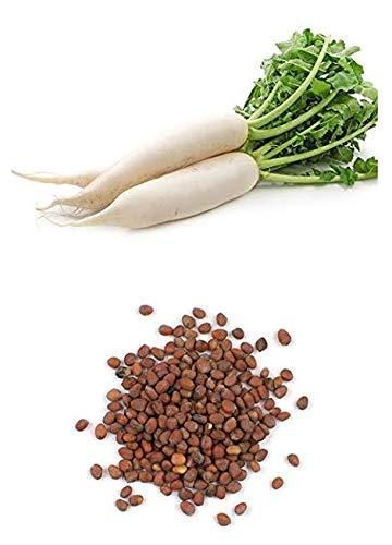 सेतो लामो मूला .Long White Asian Radish ( Mooli /Mula ) Seeds
