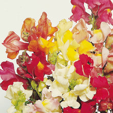 Antirrhinum Tom Thumb  Mixed Seeds