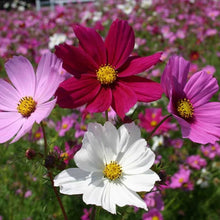 Cosmos Dwarf Sensation Mixed Seeds