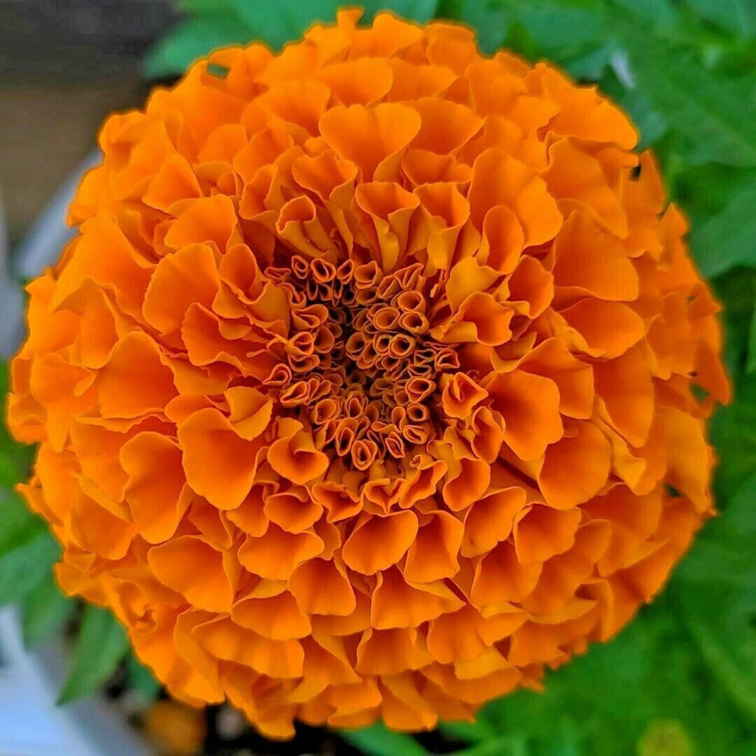Marigold Orange Seeds [ Giant Size ]