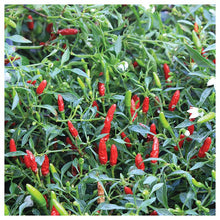 Bird Eye Chilli Pepper  Seeds – Super Hot Demon Pepper .नेपाली जिरे खुर्सानी 🌶️