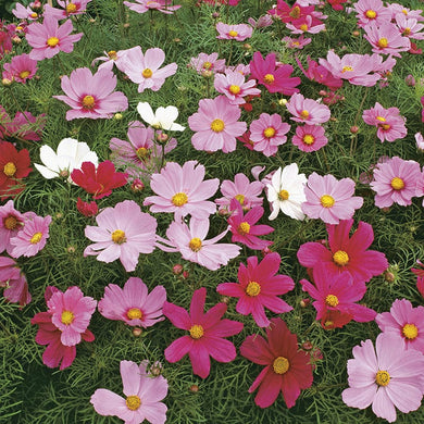 Cosmos Dwarf Sensation Mixed Seeds