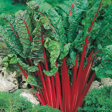 Chard Rhubarb (Vulcan) Seeds . Quality  Seeds to Grow your own Garden