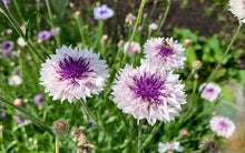 Cornflower Classic Magic Purple & White Flowers