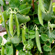 Pea onwards Seeds . Giant  हरियो मटर