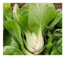 Pak Choi Seeds