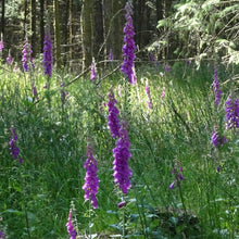 Foxglove wildflower seeds