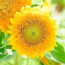 Sunflower Seeds 'Teddy Bear