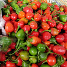 Nepali  डल्ले खुर्सानी Dalle Seeds . Extremely Hot  round Chilli Seeds .  Akbare Khursani chilli seeds . King of chillies" or "Red cherry pepper