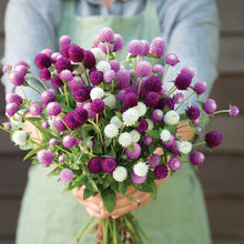 Gomphrena Mixed( रङ्गीन नेपाली सुपारी फूलका बीउहरू )  globosa Dwarf mixed .Globe amaranth Flower Seeds