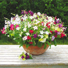 Nicotiana Sensation Mixed Seeds