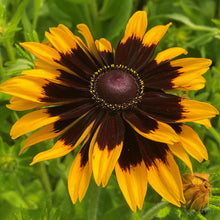 Rudbeckia Aries  Seeds, Prolific Large Flowers for Bees & Butterflies