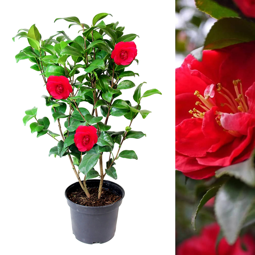 Camellia Shrubs | Premium Quality Vibrant Evergreen Potted Garden Plants