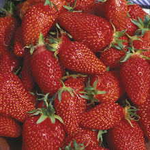 Strawberry Delician Seeds