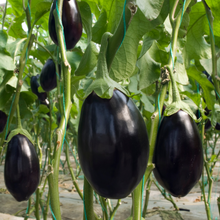Aubergine Black Beauty Seeds. भण्टा” बैंगन  or বাংলা .