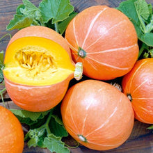 Verve Pumpkin 'Amazonka' Vegetable Seeds