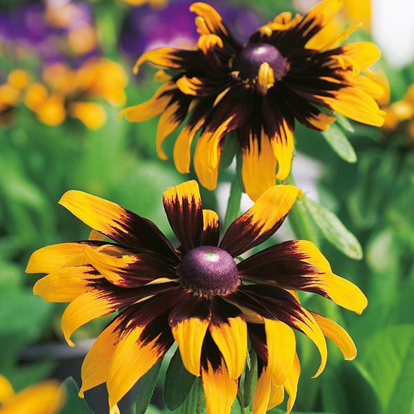Rudbeckia Aries  Seeds, Prolific Large Flowers for Bees & Butterflies