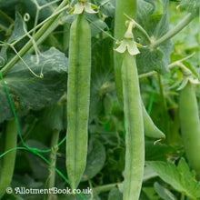Garden  Pea Climbing Pods .( मटरको कोसा ) Large juicy Pea Seeds