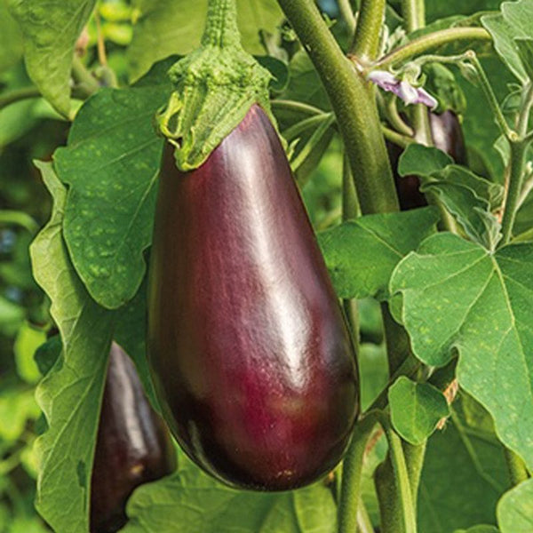 Aubergine Black Beauty Seeds. भण्टा” बैंगन  or বাংলা .