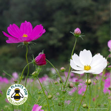 Cosmos Sensation Mixed
