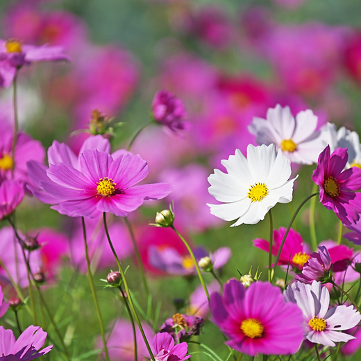 Cosmos Dwarf Sensation Mixed Seeds