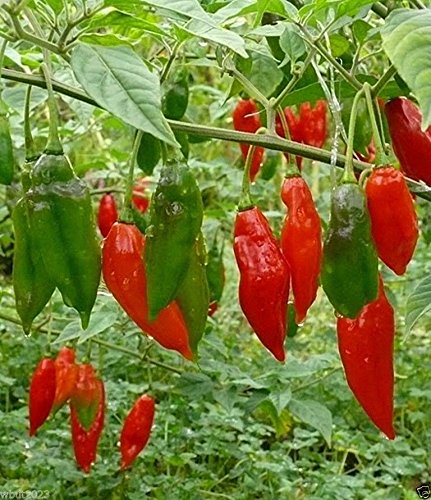 Naga Chilli Seeds from Bangladesh. very Hot Chilli seeds to Grow your  own Garden  . scotch bonet