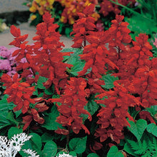 Kings Seeds Salvia Blaze of Fire  Seeds