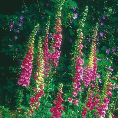 Foxglove Wildflower seeds