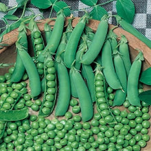 Pea onwards Seeds . Giant  हरियो मटर