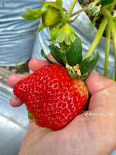 Strawberry Delician Seeds