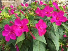 Mirabilis Jalapa (मालती फूल) - Vibrant Pink Flowers