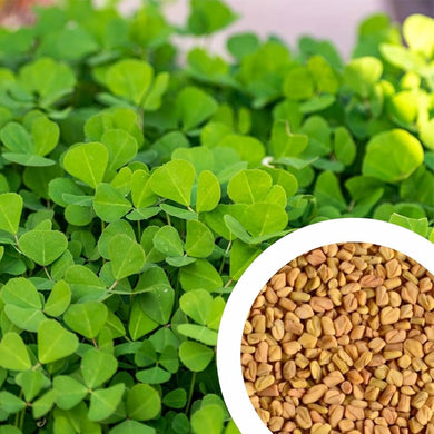 Nepali Methi Saag . Grow Methi Seeds नेपाली मेथी को सागको बीऊ . Fenugreek Seeds to Grow Methi Spinch