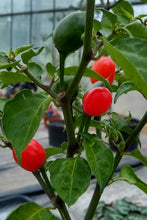 Dalle . Extremely Hot  round Chilli Seeds .  Akbare Khursani chilli seeds . Easy to grow in UK weather डल्ले खुर्सानी . King of chillies" or "Red cherry pepper