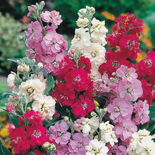 Stock Dwarf Ten Week Mixed Flower Seeds