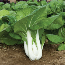Pak Choi Seeds