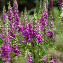 Foxglove wildflower seeds