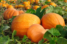 Verve Pumpkin 'Bambino' Vegetable Seeds