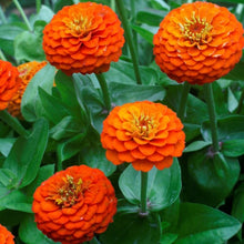 Zinnia Flower Orange King Seeds . जिनिया फूल (Zinnia)