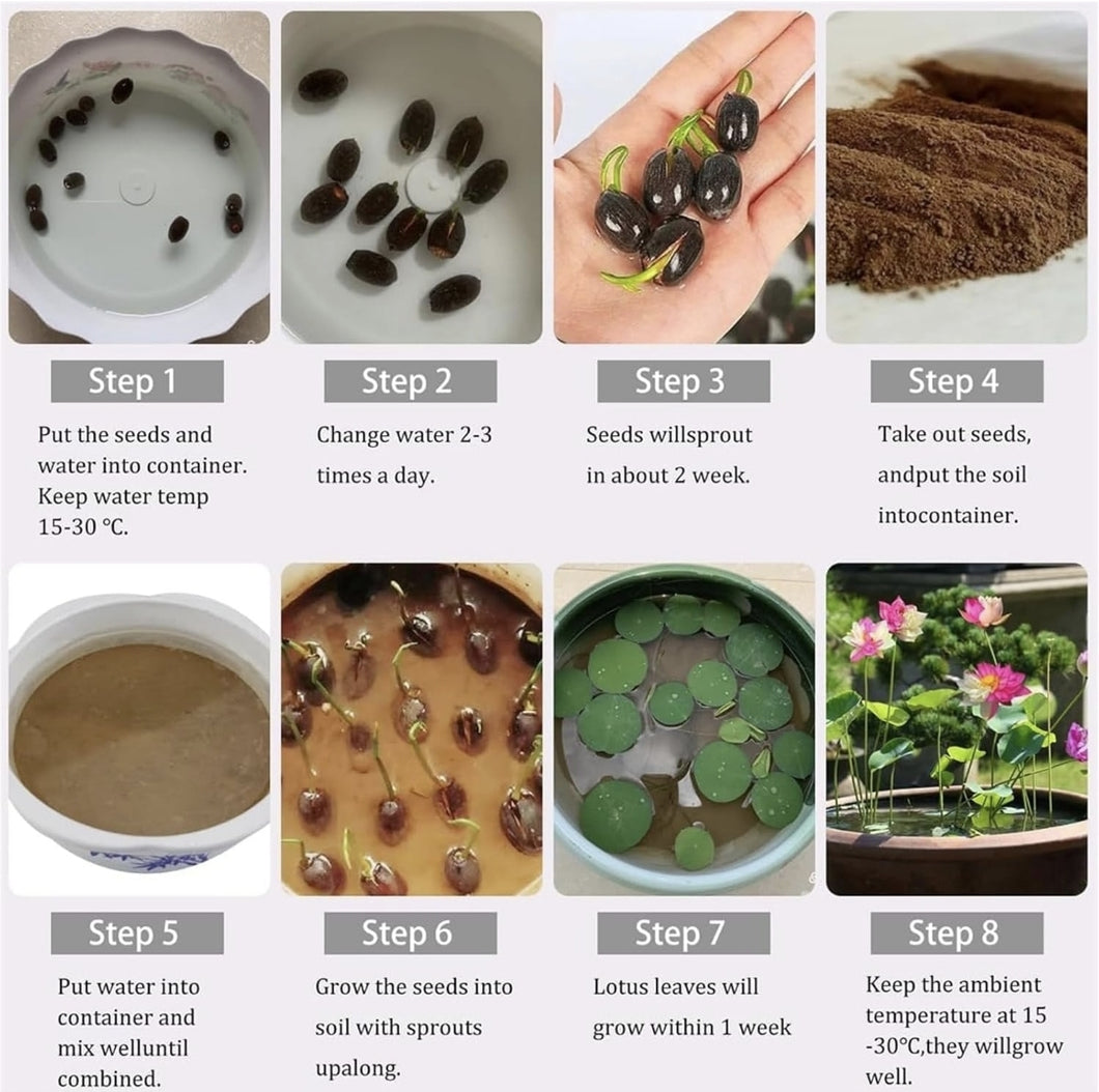 planting bonsai lotus seeds Bonsai Lotus Flower Seeds,Water Lily Flower Plant Aquatic Water – HimalayanSpices