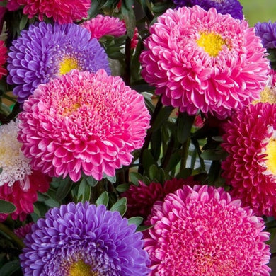 China Princess Assorted Aster Seeds