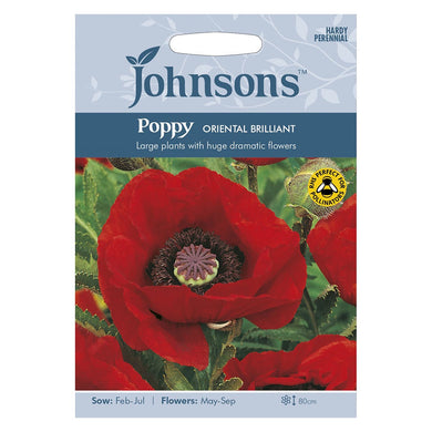 Johnsons Scabious Tall Double Mixed Seeds