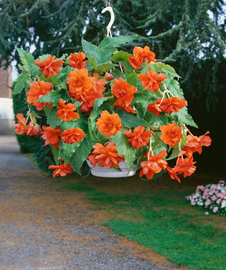 Begonia Double Cascading Orange Bulbs