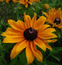 Rudbeckia Marmalade Seeds, Prolific Large Flowers for Bees & Butterflies