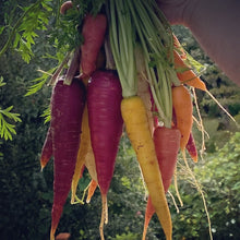 Rainbow Colour Mix Carrot seeds