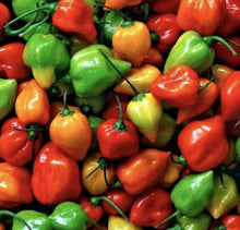 Bangladeshi Red, HOT Lantern Habanero Pepper-  Easy to Grow, Mature Early ! similar to Naga Chilli Seeds . very Hot Chilli seeds to Grow your  own Garden  . scotch bonet
